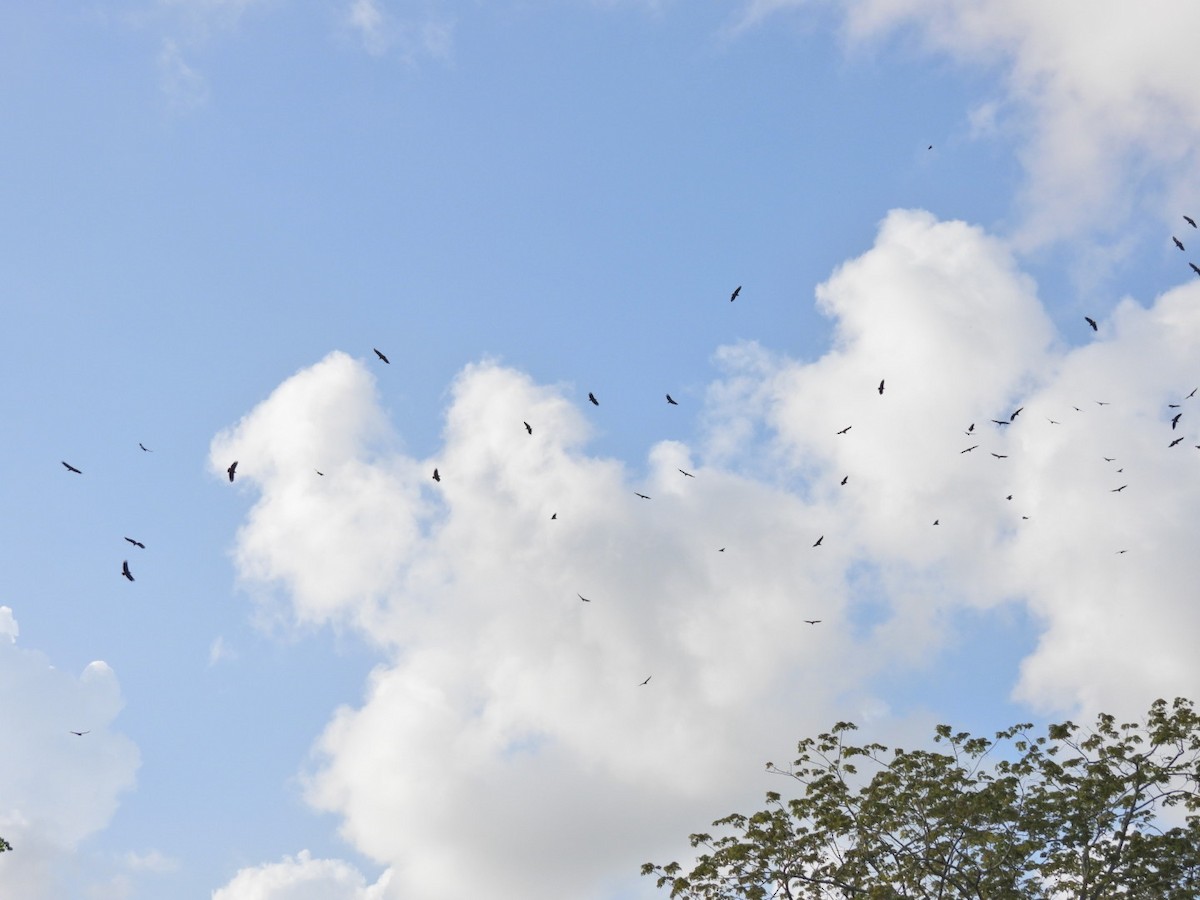 Urubu noir - ML644584046