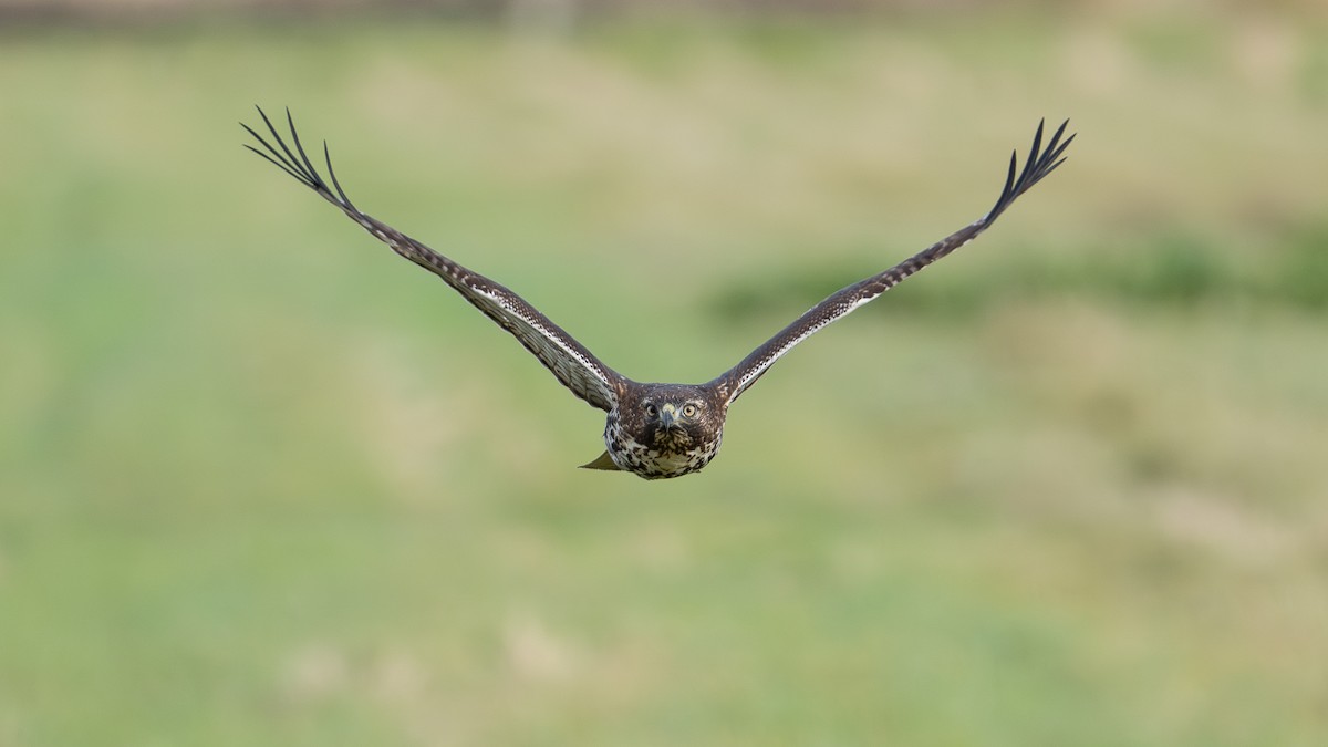 Red-tailed Hawk - ML644584048