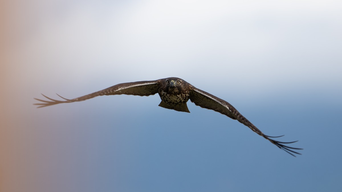 Red-tailed Hawk - ML644584049