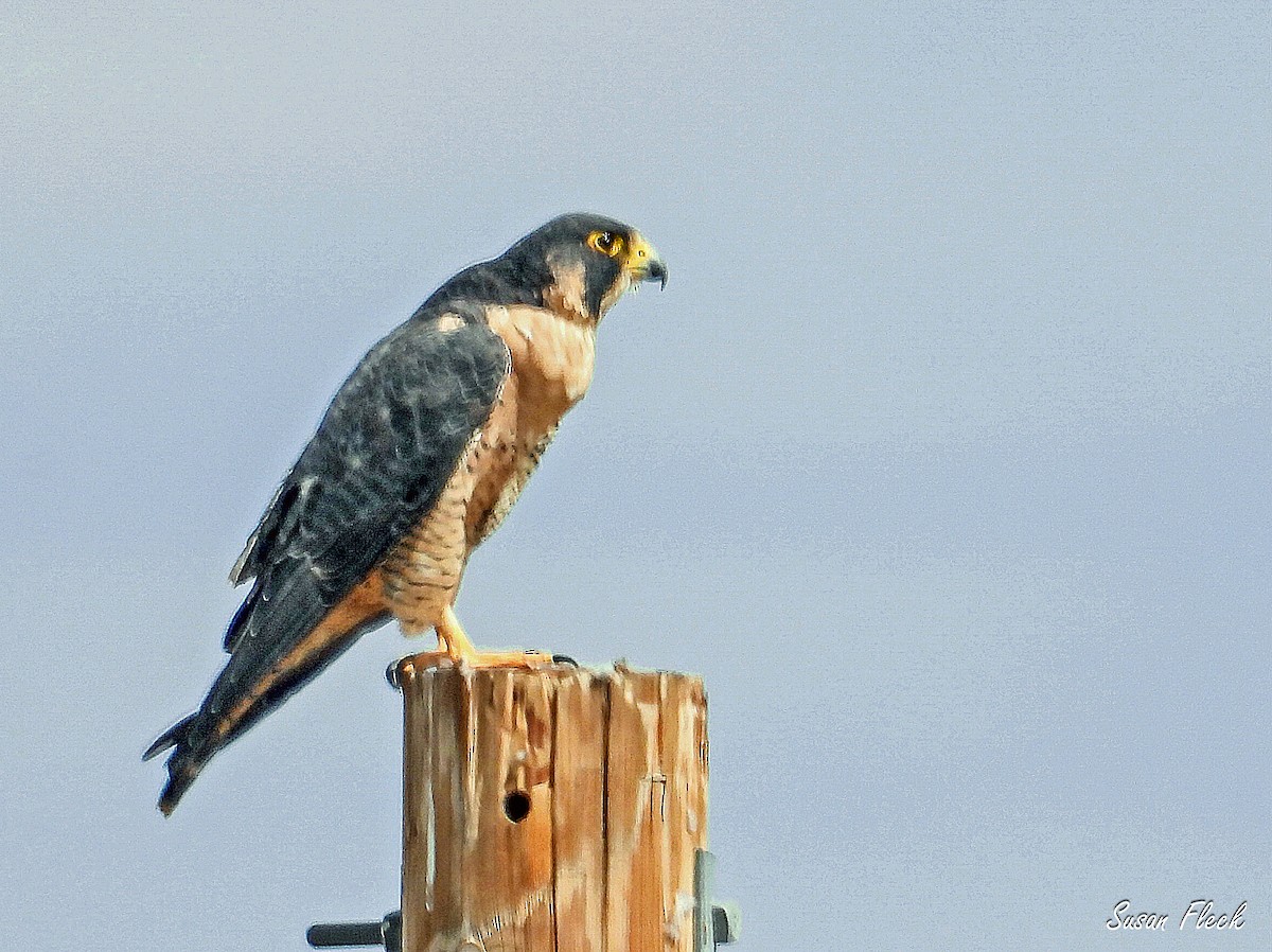 ハヤブサ - ML644584052