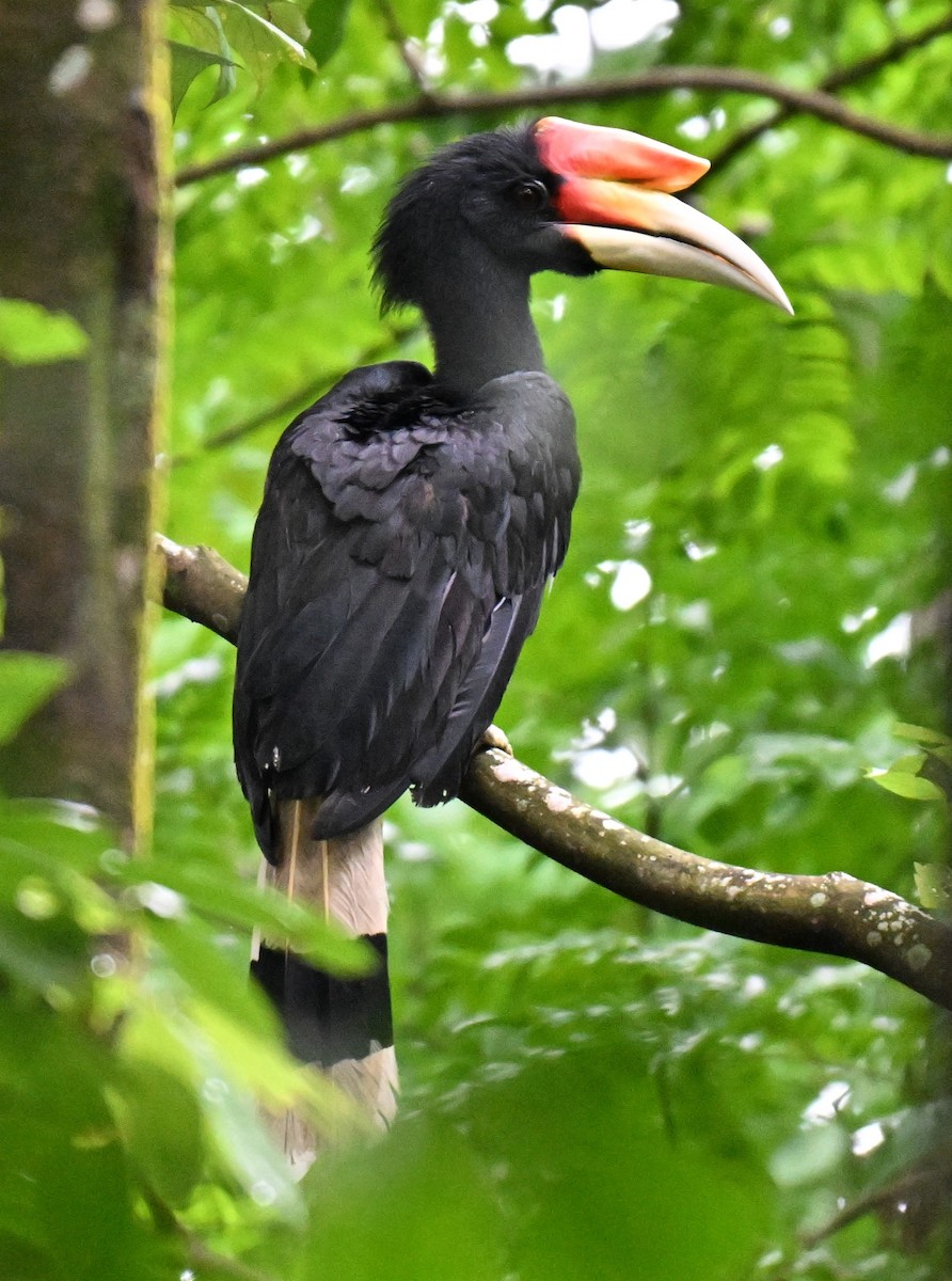 neshornfugl - ML644584065