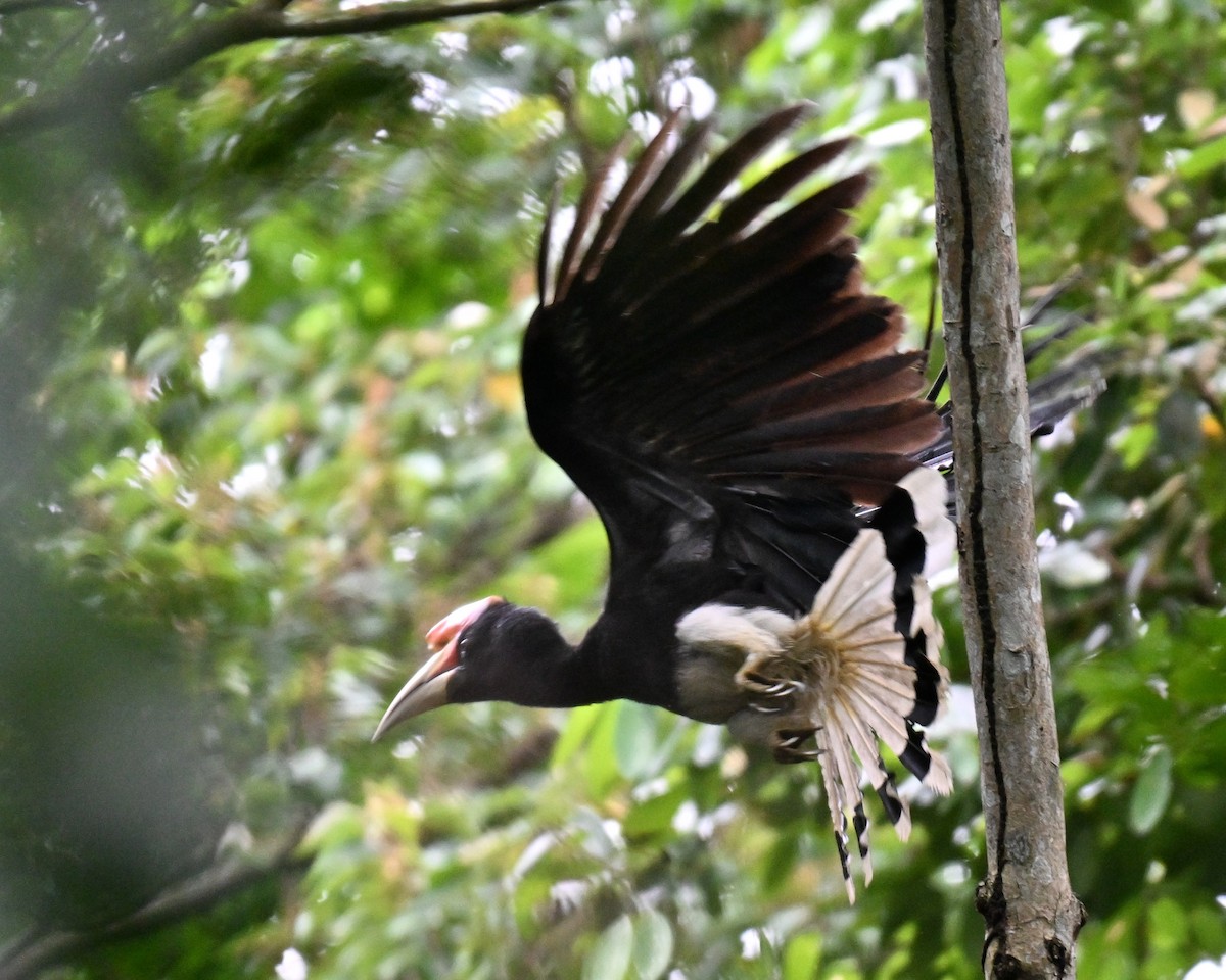 neshornfugl - ML644584066