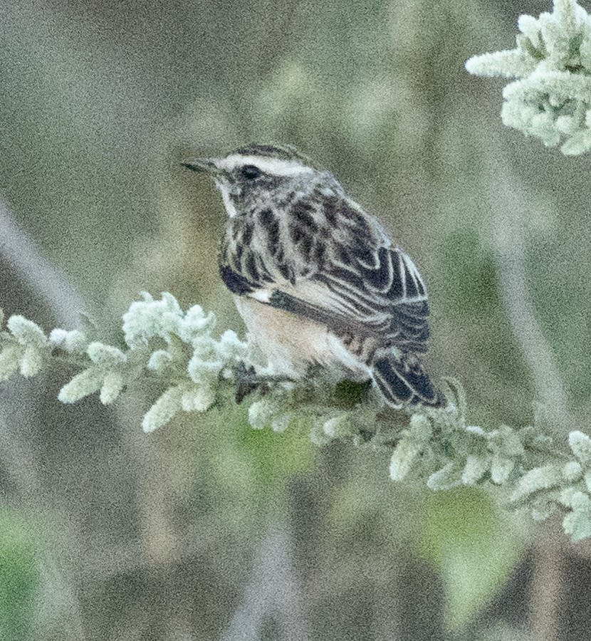 Tarier des prés - ML644584072