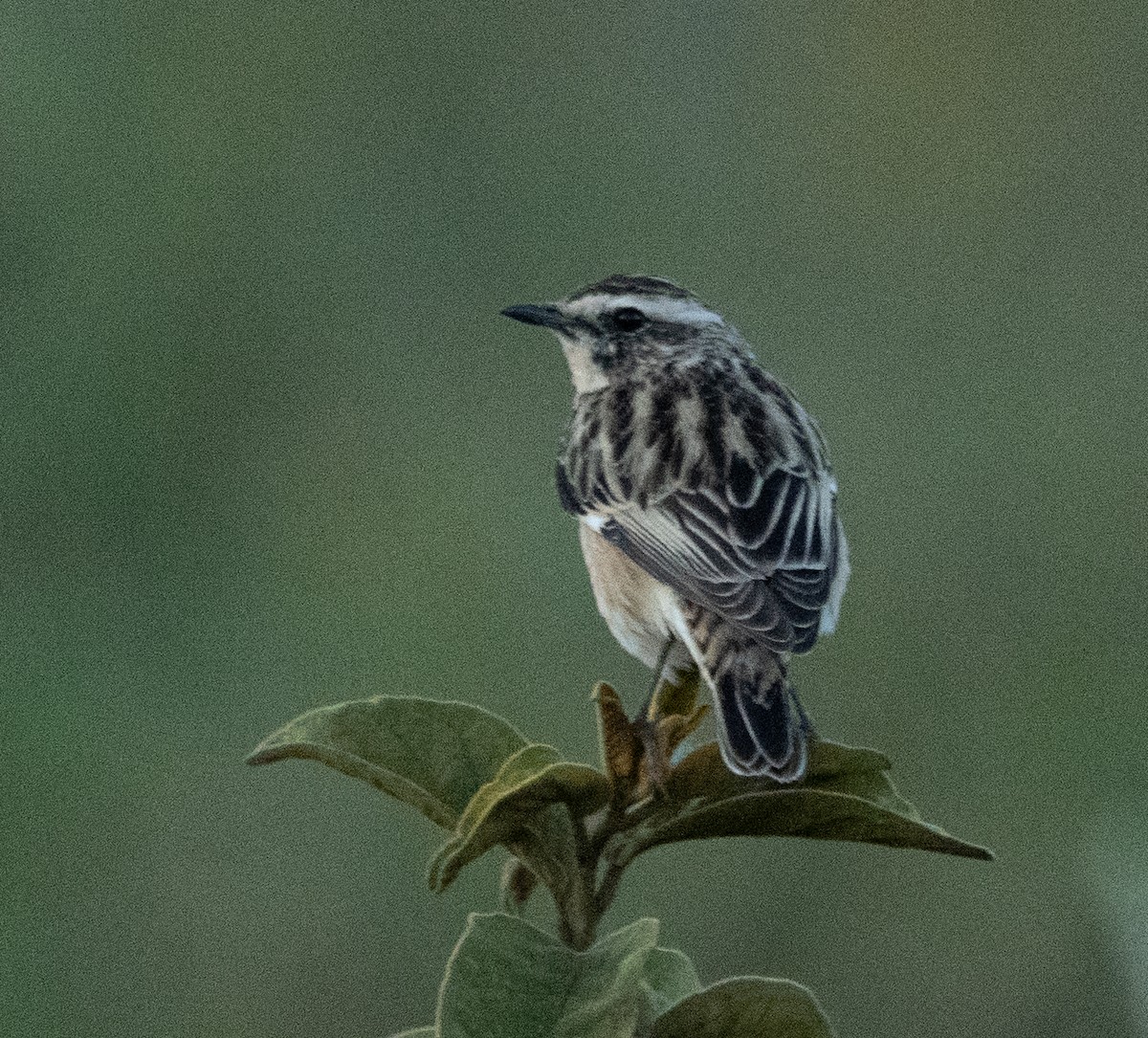 Tarier des prés - ML644584073