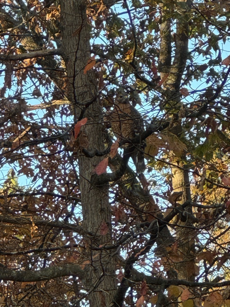 Red-shouldered Hawk - ML644584074