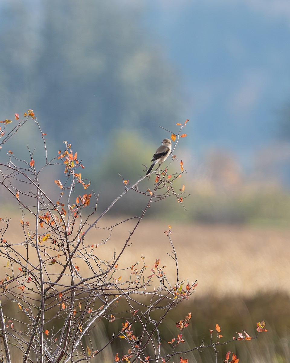 Northern Shrike - ML644584075