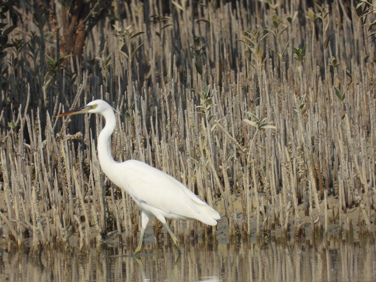 Airone schistaceo - ML644584076