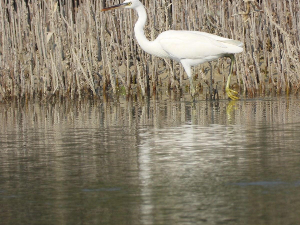 Airone schistaceo - ML644584080