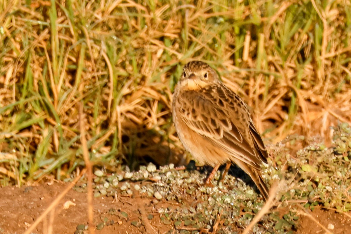 Sprague's Pipit - ML644584089