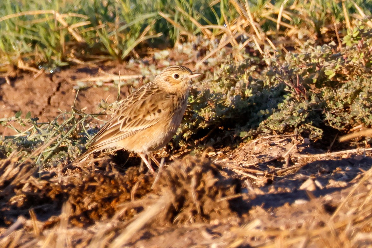 Sprague's Pipit - ML644584090
