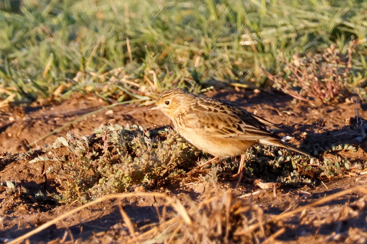Sprague's Pipit - ML644584091