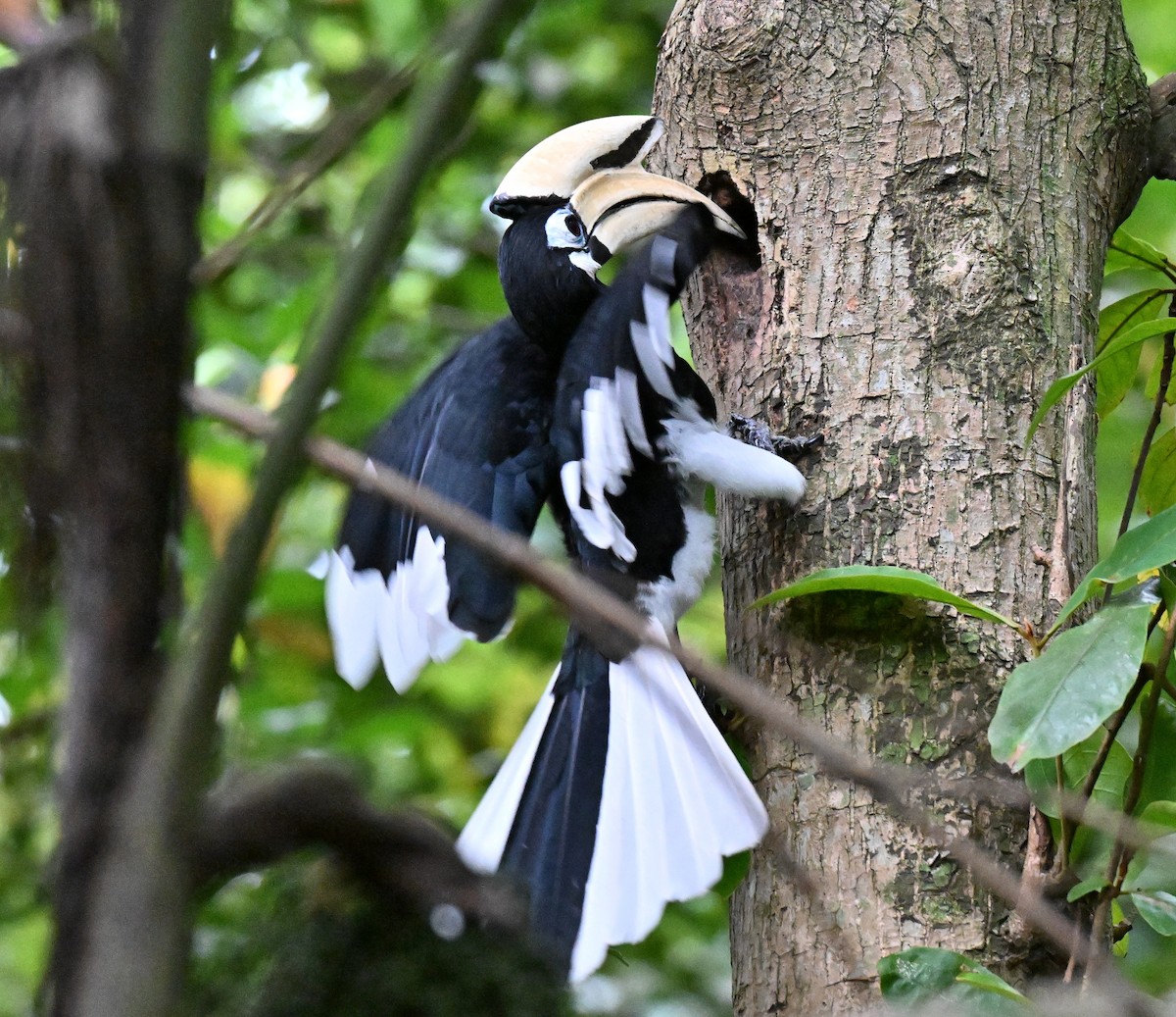 orienthornfugl - ML644584097