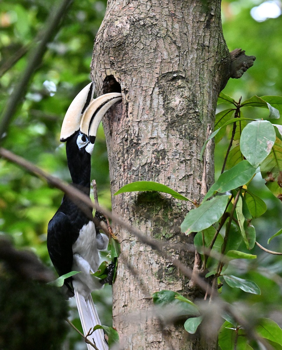 orienthornfugl - ML644584098