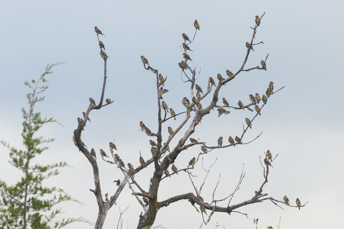 Cedar Waxwing - ML644584107