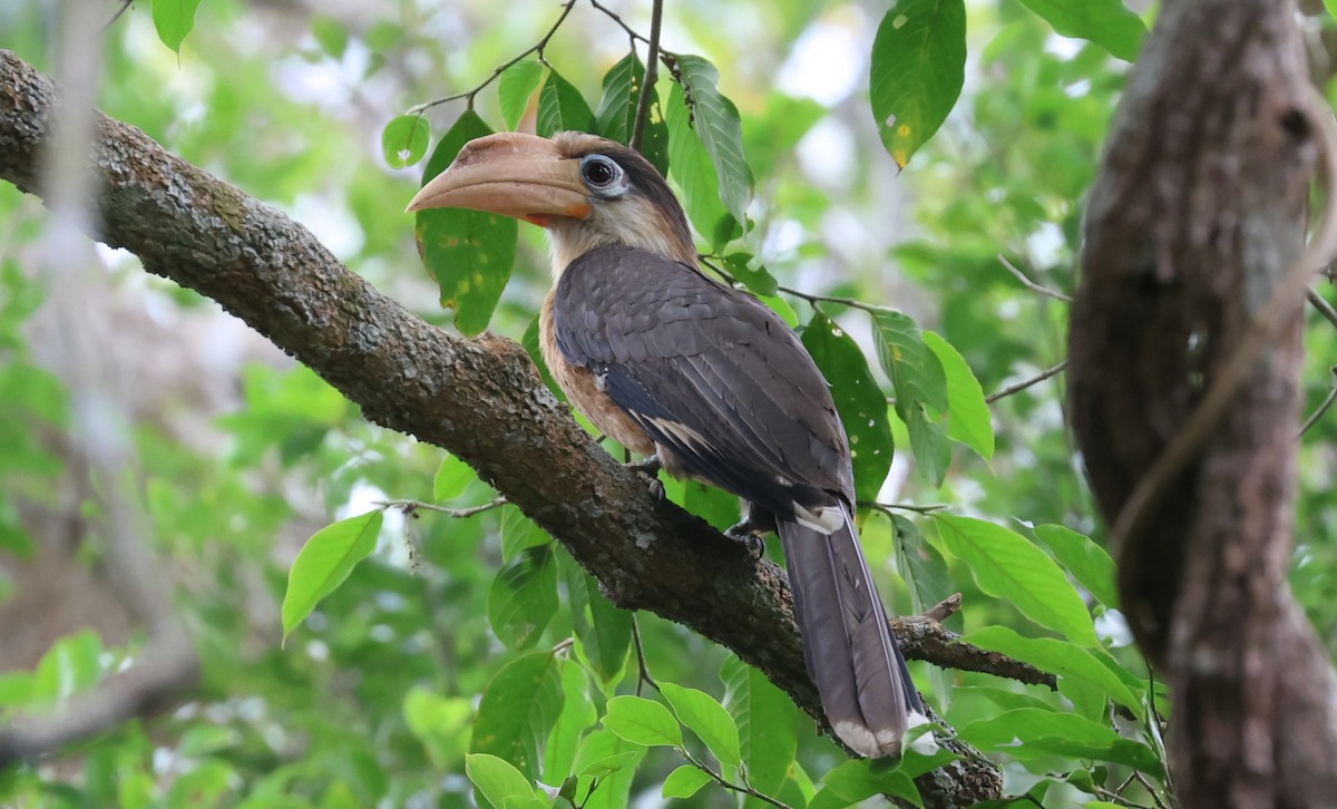 Белолицая птица-носорог - ML644584112