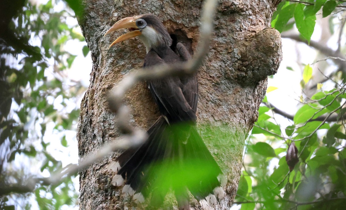 Белолицая птица-носорог - ML644584114