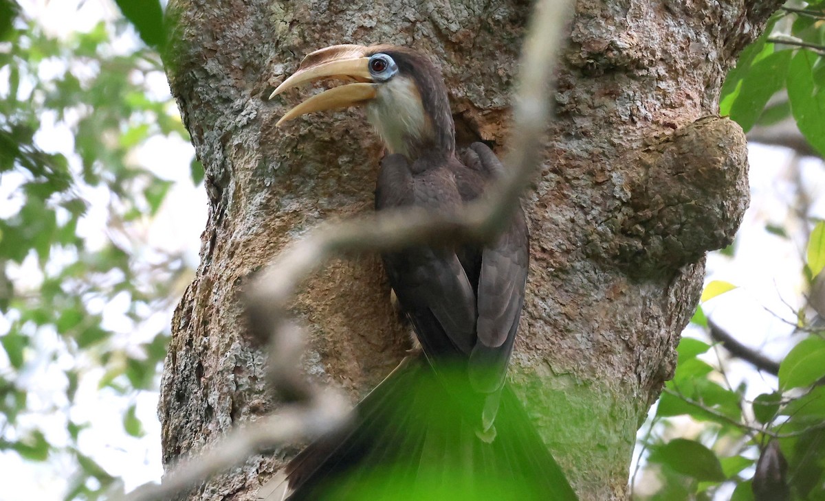 アッサムサイチョウ - ML644584115