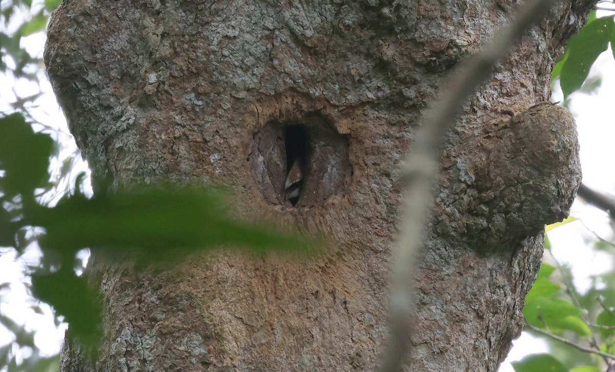 アッサムサイチョウ - ML644584116