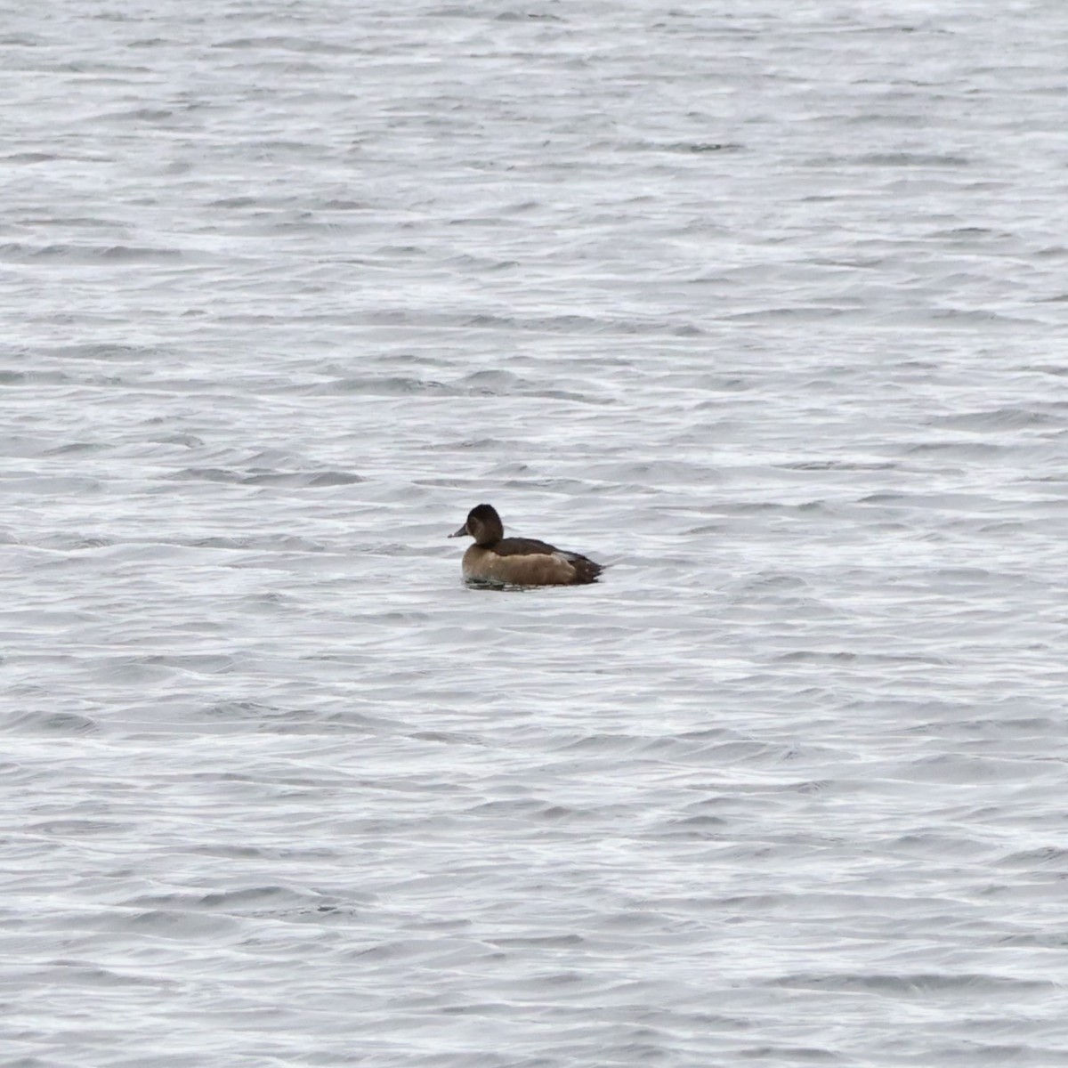 Ring-necked Duck - Abigail Snook