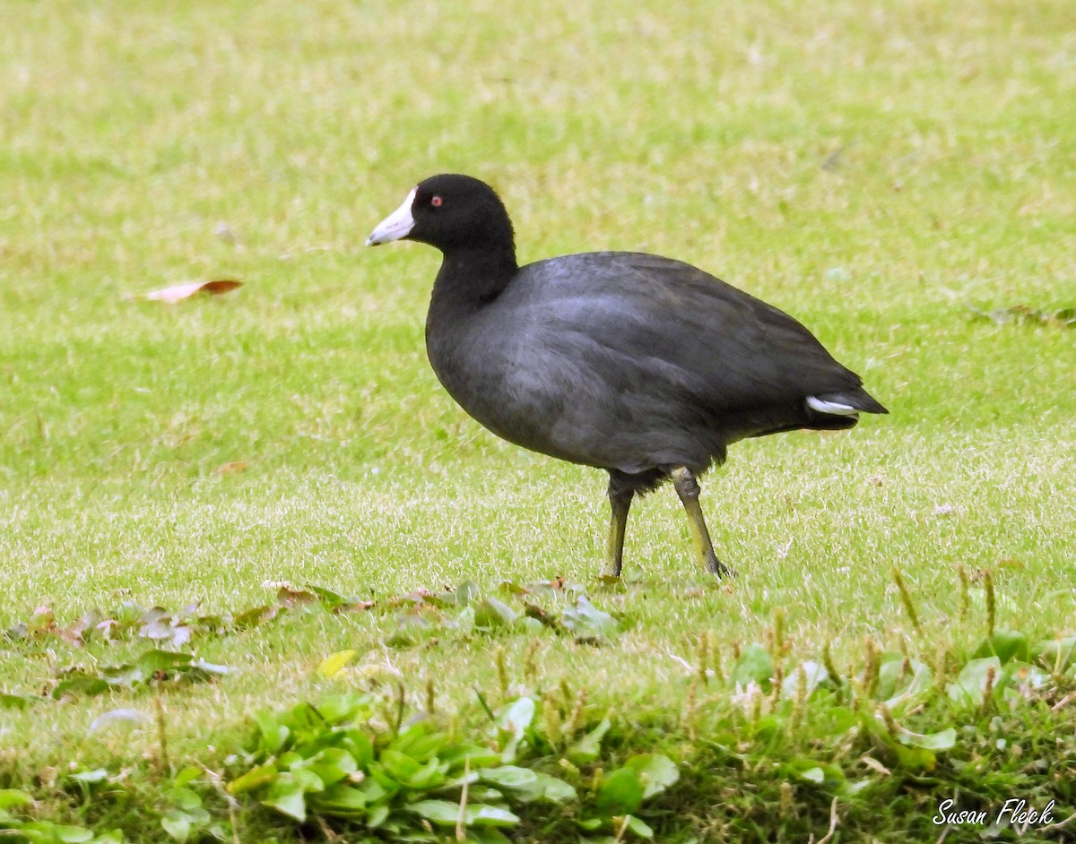 アメリカオオバン - ML644584125