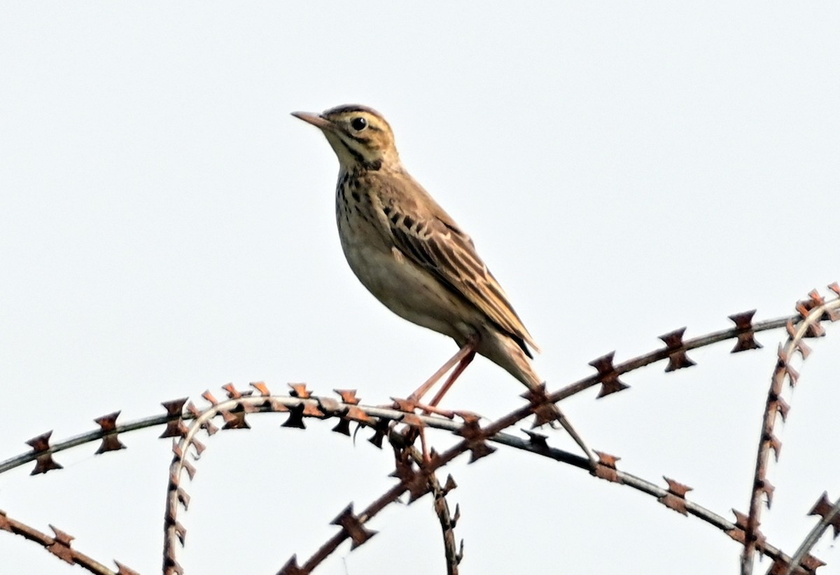 Степной конёк - ML644584127