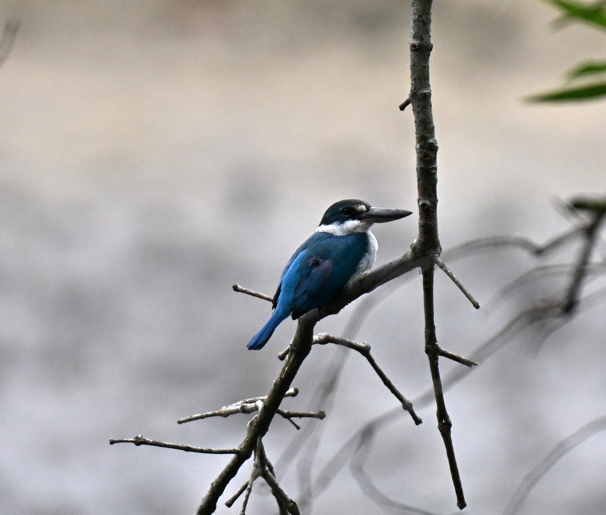 jadeisfugl - ML644584128