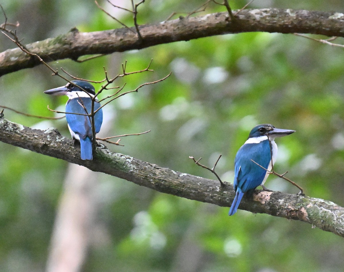 jadeisfugl - ML644584129