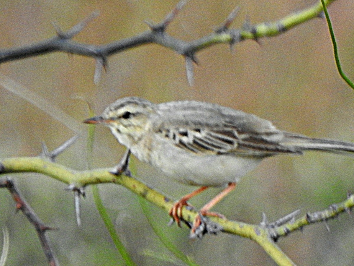 稻田鷚 - ML644584130