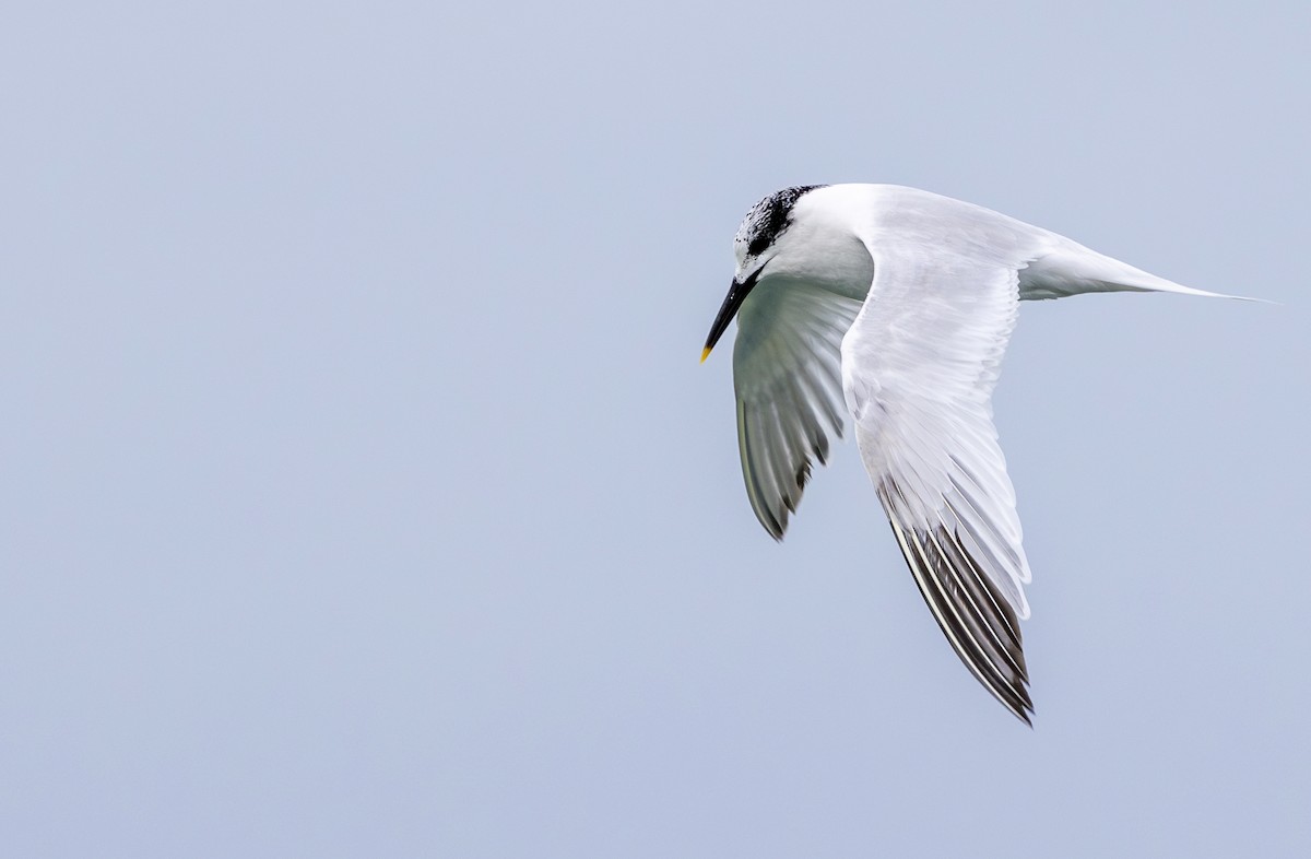 Sandwich Tern (Eurasian) - ML644584134