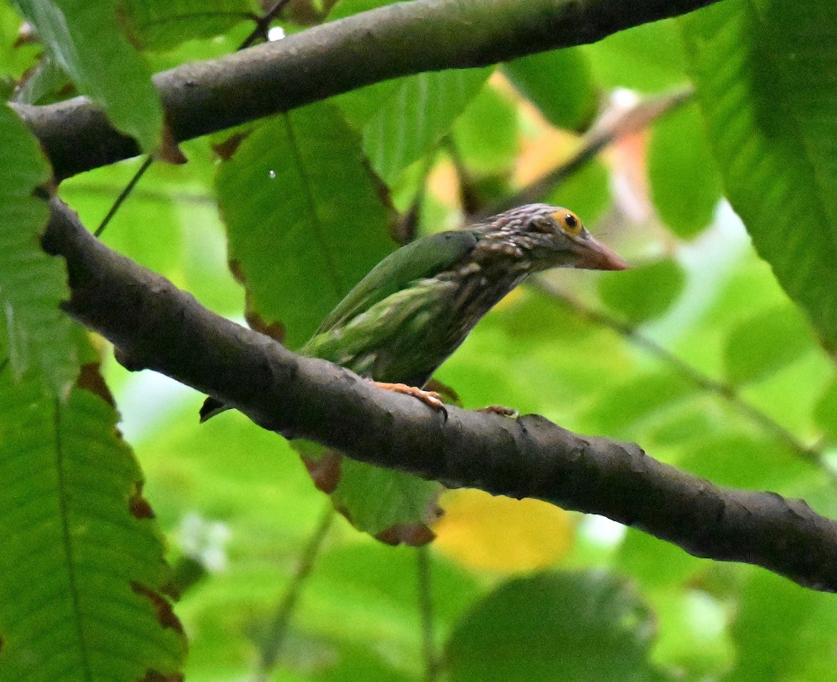 stripeskjeggfugl - ML644584137