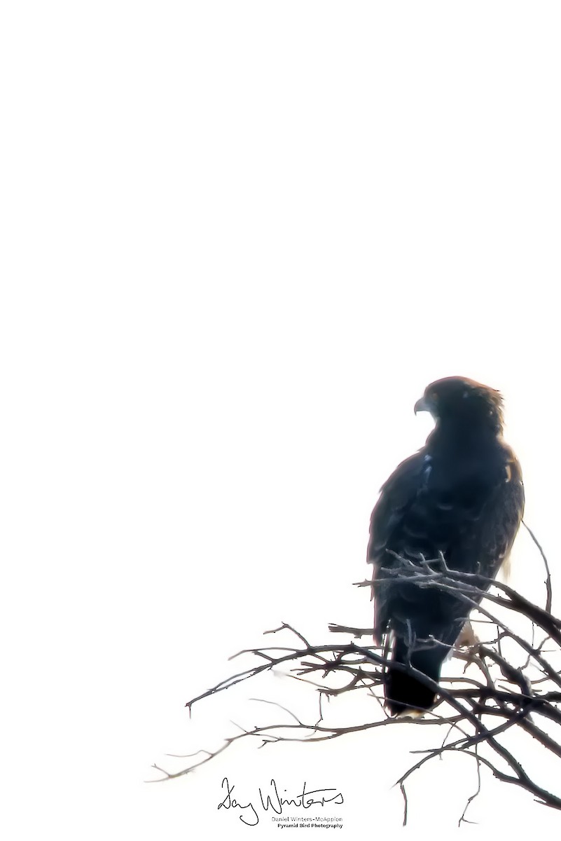 Black-chested Snake-Eagle - ML644584141