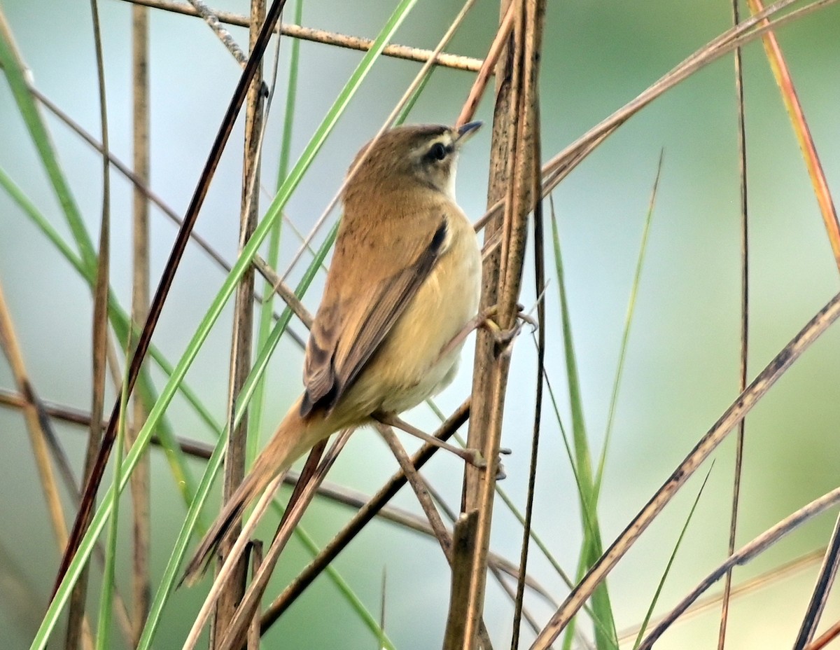 Paddyfield Warbler - ML644584154