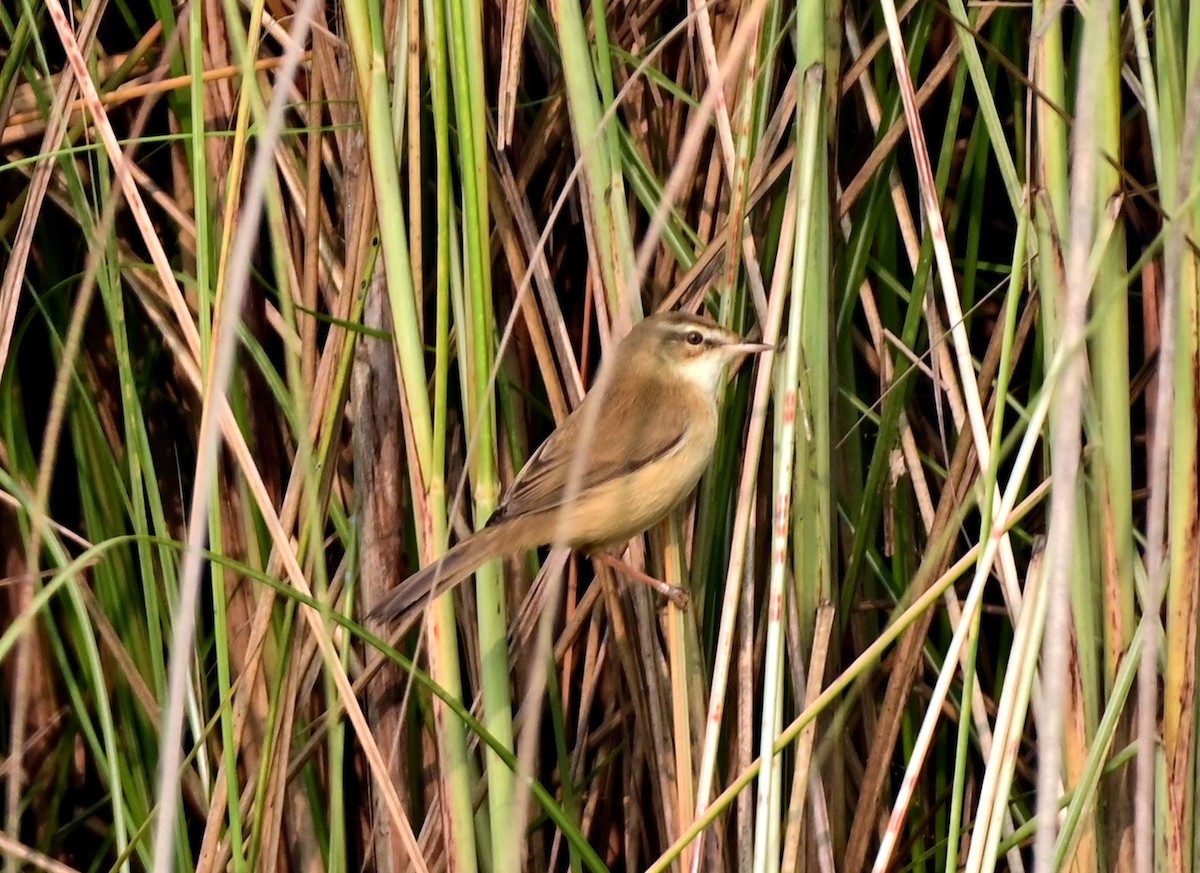 Paddyfield Warbler - ML644584155