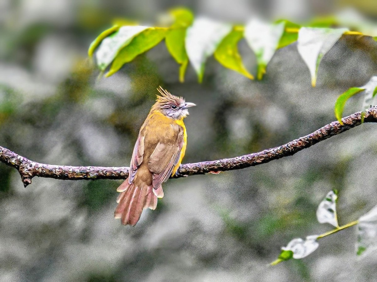 White-throated Bulbul - ML644584156