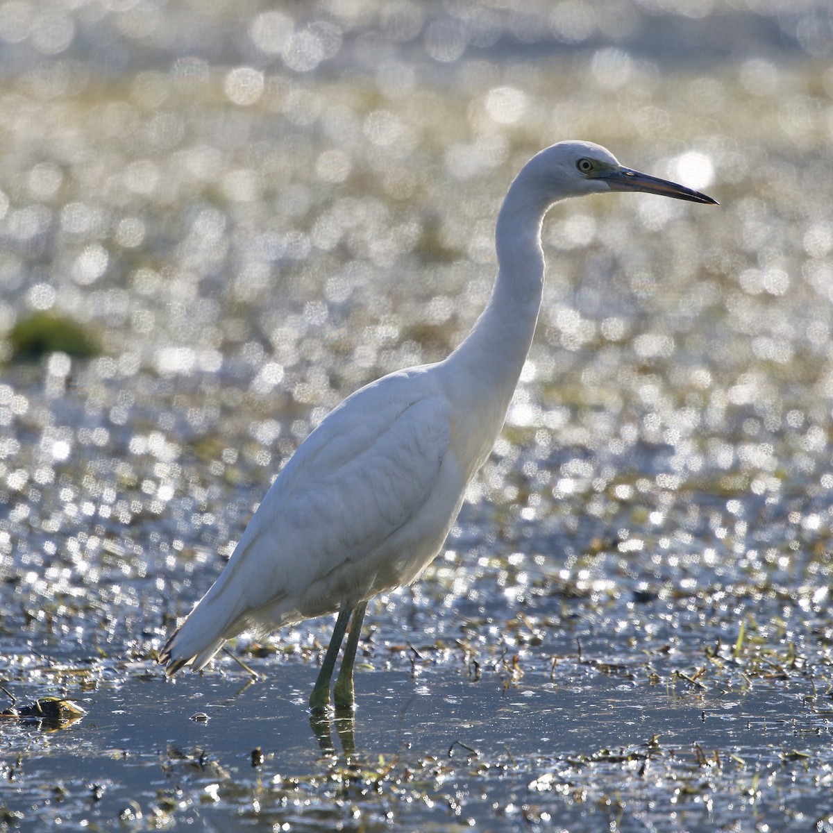 Little Blue Heron - ML644584163