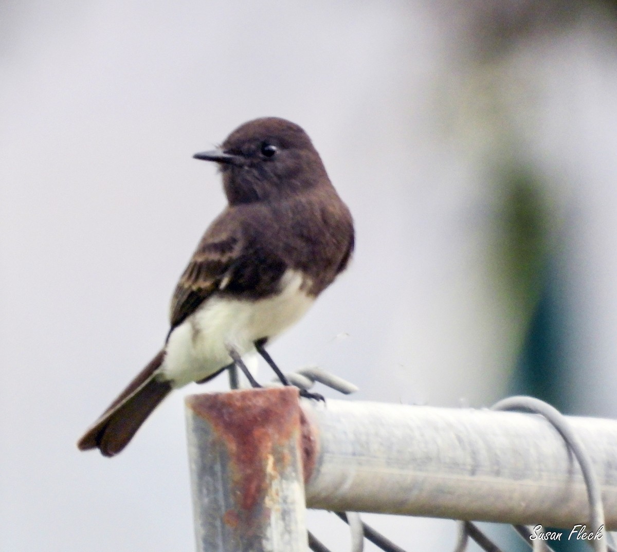 クロツキヒメハエトリ - ML644584166