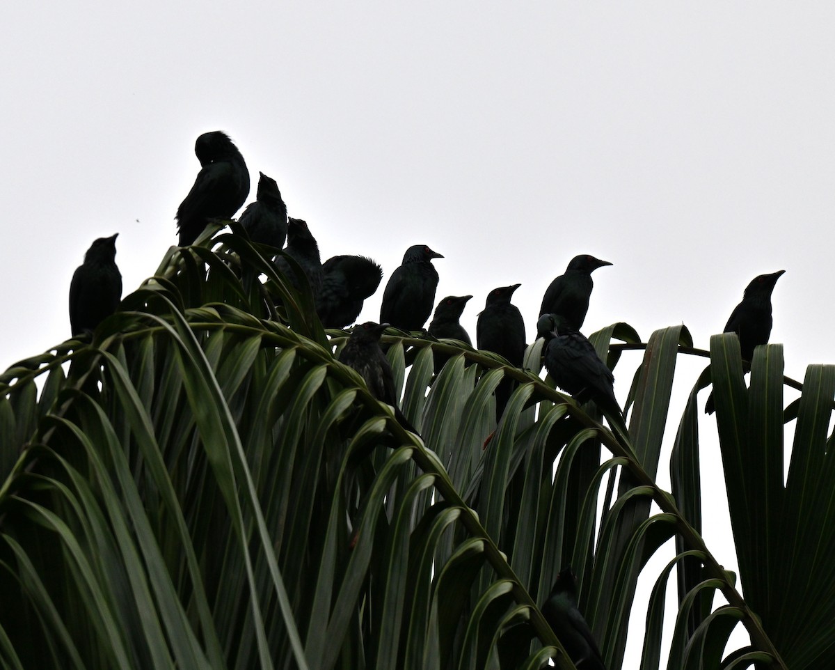 orientstær - ML644584167