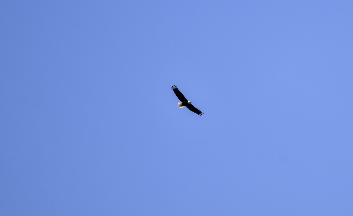 Pigargo Americano - ML644584171