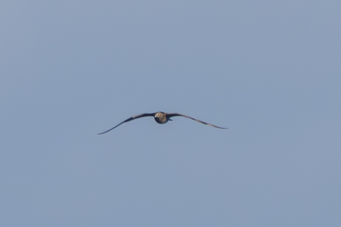 Marikaka isatslaburra - ML644584172