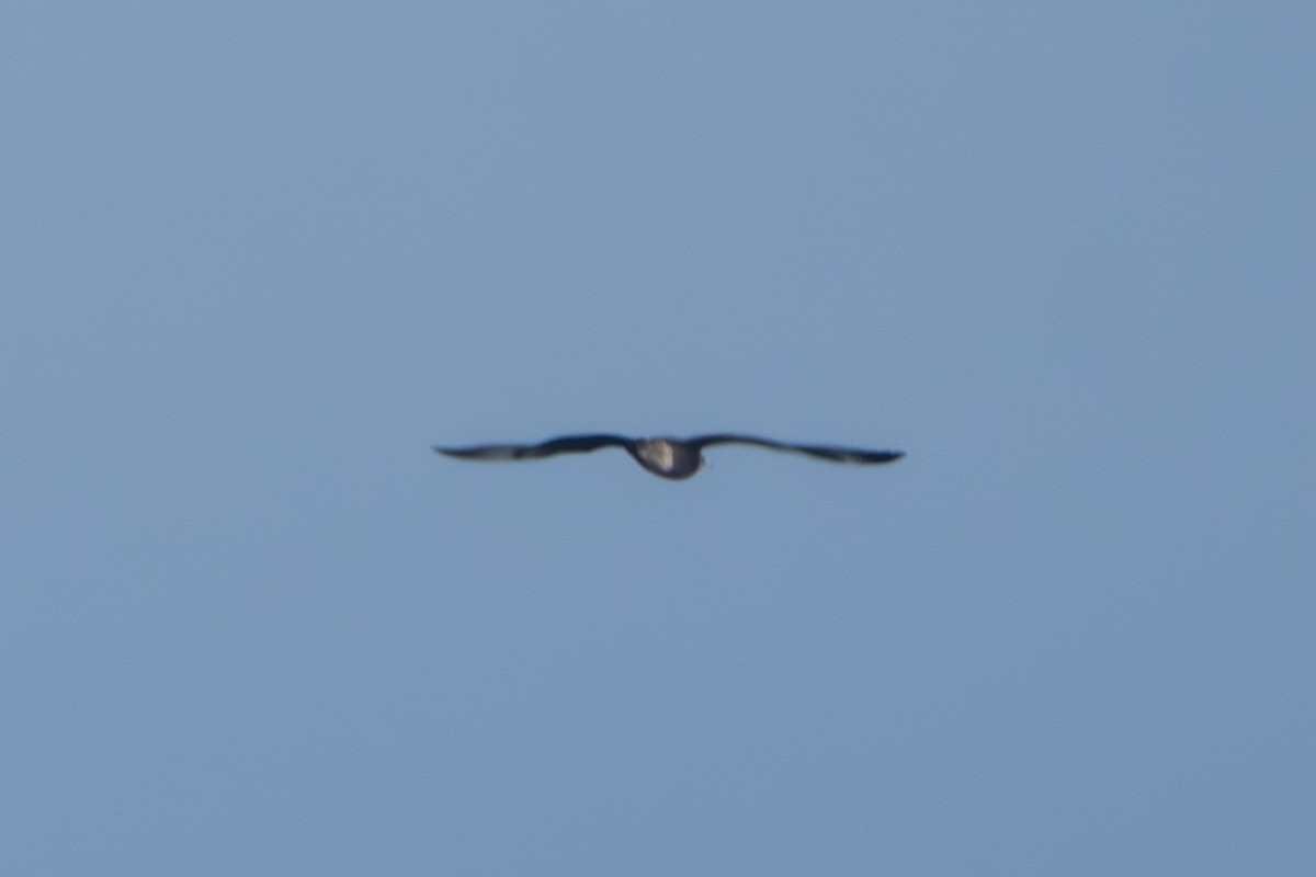 Marikaka isatslaburra - ML644584173