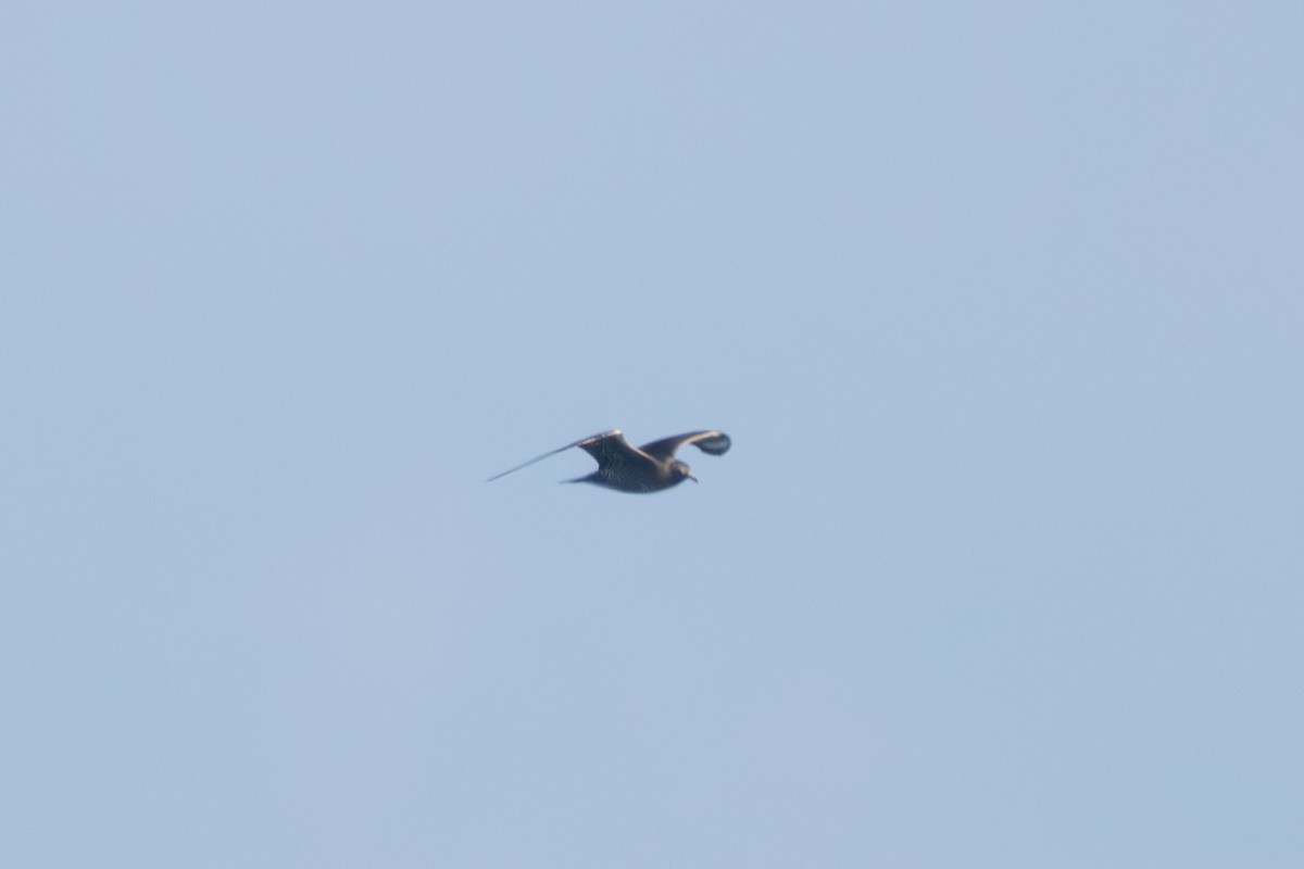 Marikaka isatslaburra - ML644584174