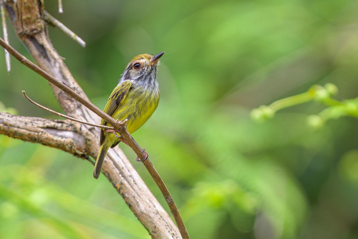 Microtyran oreillard - ML644584175