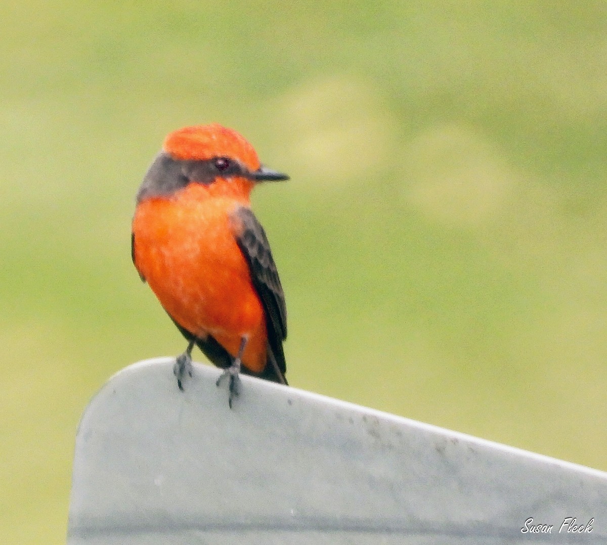 ベニタイランチョウ - ML644584178