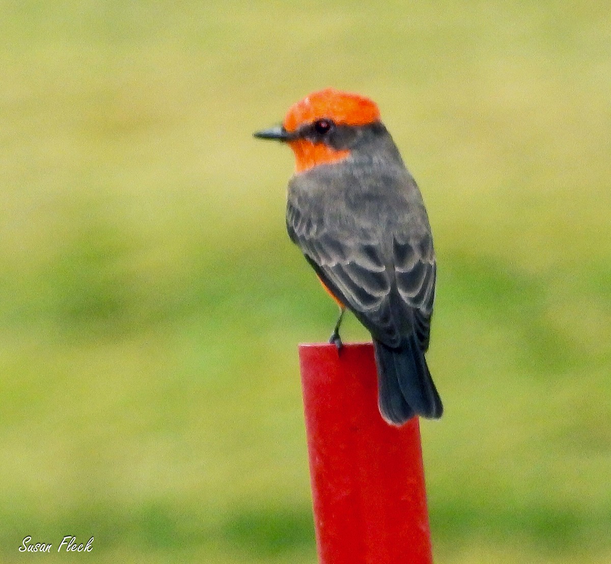 ベニタイランチョウ - ML644584179