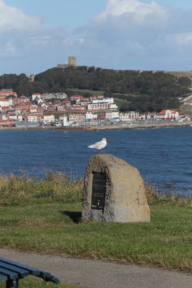 Mediterranean Gull - ML644584182
