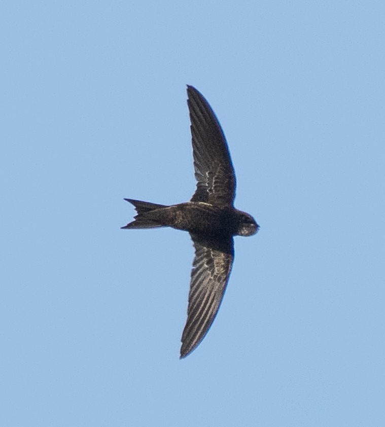 Little Swift - ML644584192