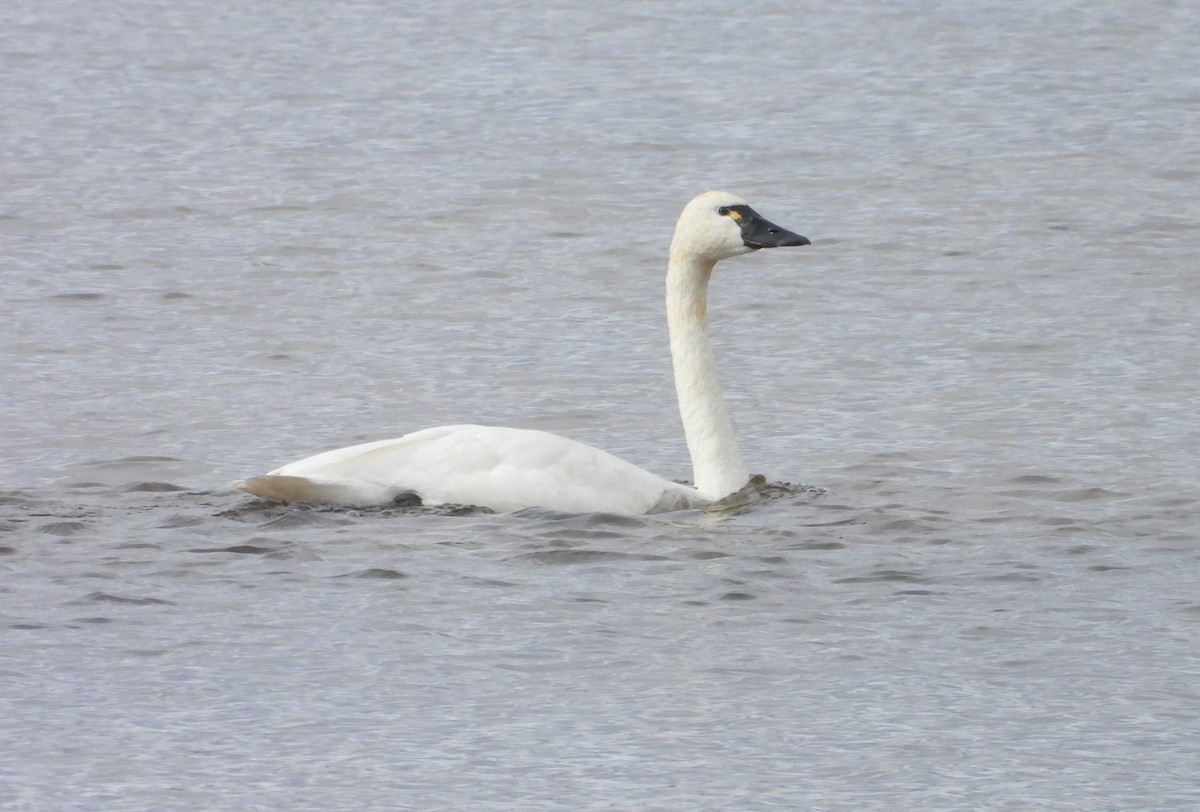 labuť malá - ML644584193