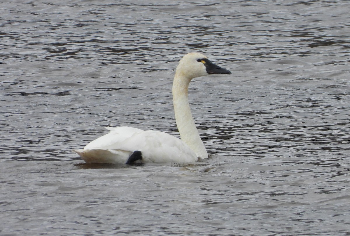 labuť malá - ML644584194