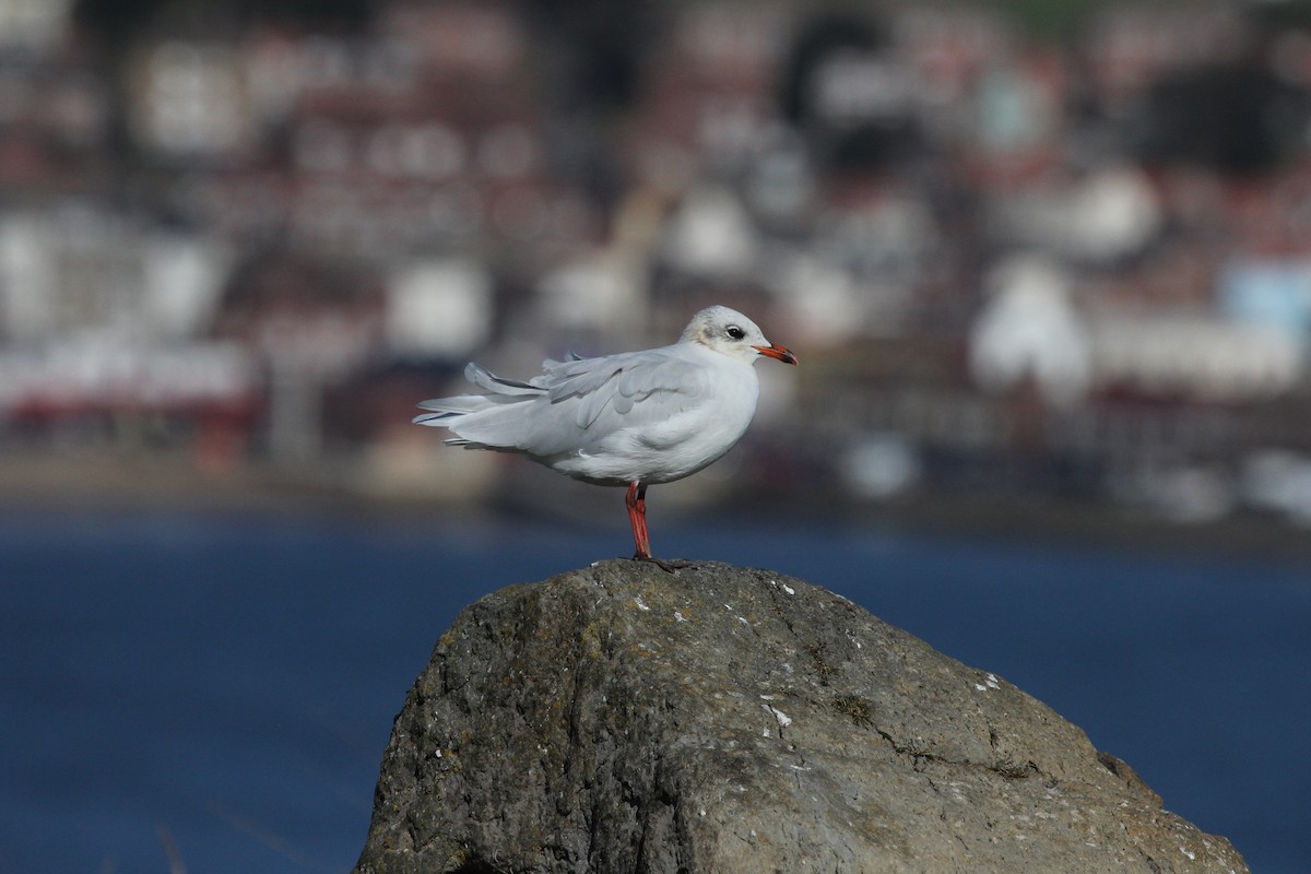Mediterranean Gull - ML644584195