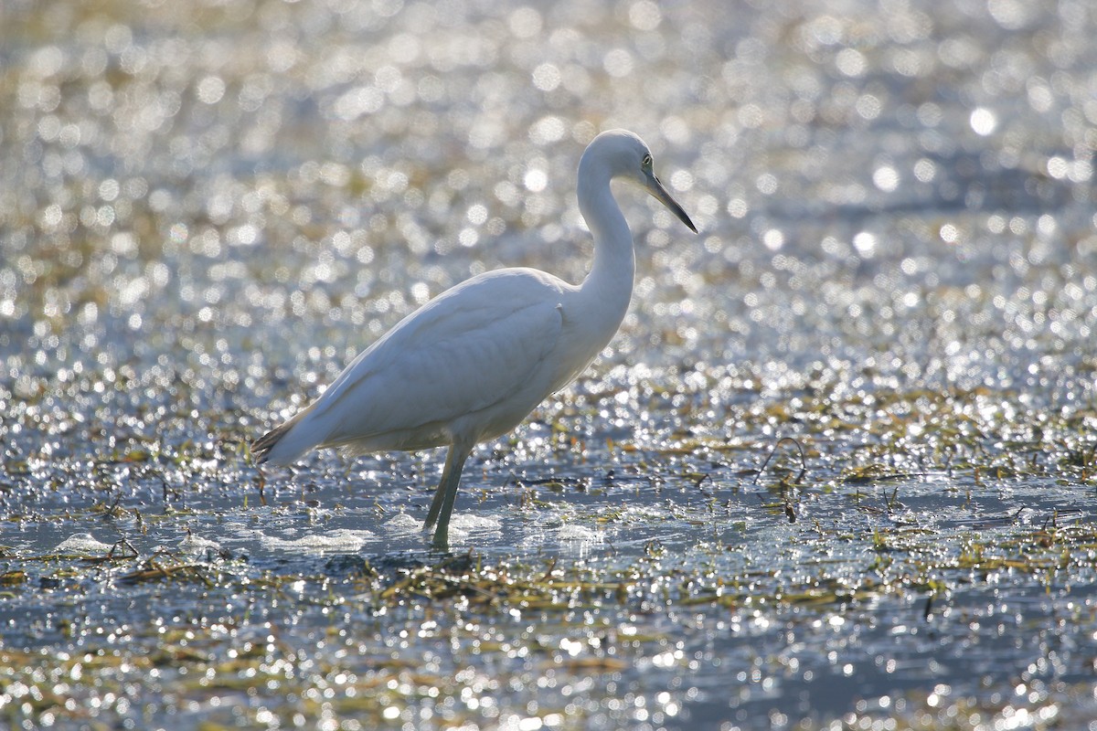 Little Blue Heron - ML644584200
